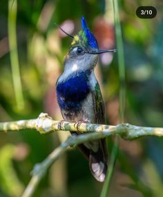 a colorful bird sitting on top of a tree branch