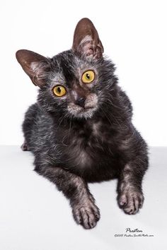 a black cat with yellow eyes sitting on a white surface and looking at the camera