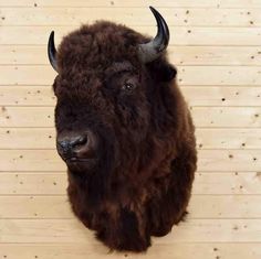 a bison is standing in front of a wooden wall and looking up at the camera