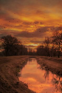 birds flying in the sky at sunset over a small creek and grassy area with water