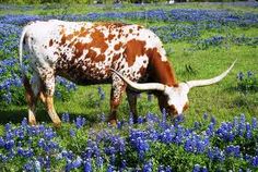 a brown and white cow grazing in a field of blue flowers