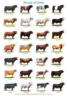 the breeds of cattle are shown in this poster, which shows different colors and sizes