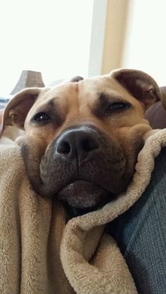 a dog is wrapped up in a blanket on the back of a couch with it's eyes closed