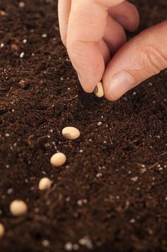 Growing Plants From Seeds, Growing Tomatoes In Containers, Seed Starting Mix, Starting Seeds Indoors, Fall Garden Vegetables, Mother Earth News, Square Foot Gardening, Growing Tomatoes