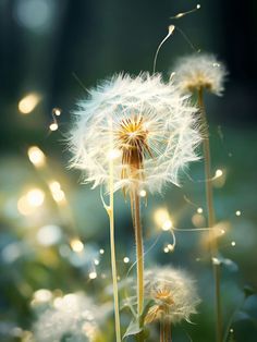 the dandelion is blowing in the wind with its seeds still attached to it