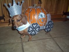 a brown dog wearing a crown standing next to a pumpkin