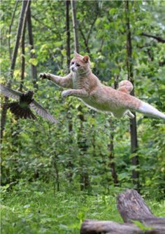 a cat jumps into the air to catch a bird in its mouth as it flies by