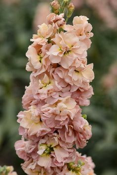 pink flowers are blooming in the garden