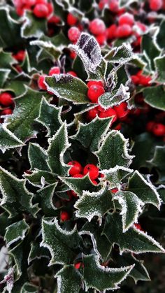 frosted holly with red berries and green leaves