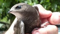 a person holding a small bird in their hand