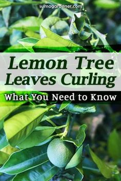 lemon tree leaves with text overlay that reads, what you need to know about lemon tree leaves cutting