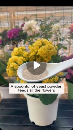 a spoon full of yeast powder sits on a table next to potted flowers with the caption, a spoonful of yeast powder feeds all the flowers