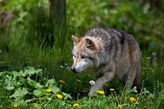 a wolf is walking through the grass and flowers