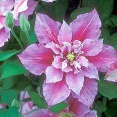 pink flowers with green leaves in the background