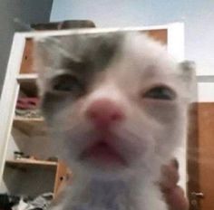 a cat is looking at the camera while it's being held in front of a mirror