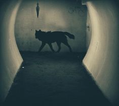 a black and white photo of a wolf walking through a tunnel with the words finn steam on it