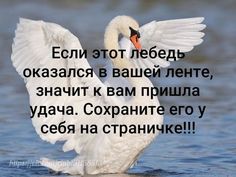 a white swan with its wings spread out in the water and words written on it