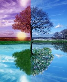 two trees are reflected in the water and one tree is standing on its own side