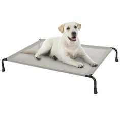 a large white dog laying on top of a gray bed with metal frame and legs