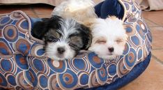 two small dogs are sleeping in a dog bed