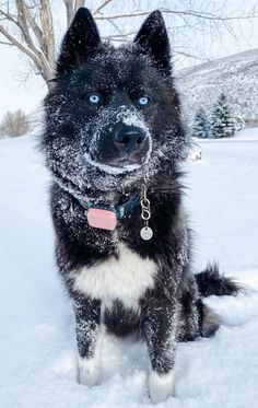 a black and white dog sitting in the snow with blue eyes looking at the camera