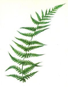 a drawing of a green plant on a white background