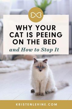 a white cat sitting on the floor with text overlay saying why your cat is peeing on the bed and how to stop it