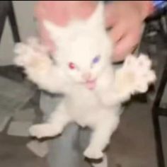 a small white kitten standing on its hind legs