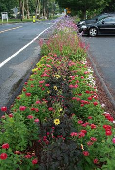 flowers line the side of a road in front of a car