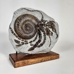 an ammonet shell on a wooden stand with white background and brown accents,