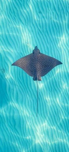 a manta ray swims in the blue ocean water, looking down at it's tail