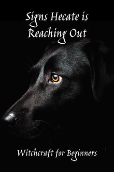 a black dog with yellow eyes and the words, signs hecate is reaching out