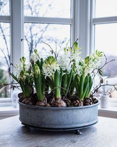 a potted plant sitting on top of a wooden table next to a large window