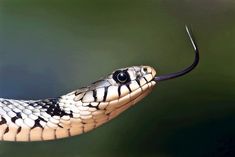 a black and white snake with its tongue out