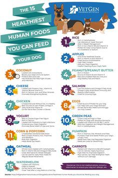 an info sheet with the top ten health foods to feed your dog and how they use them