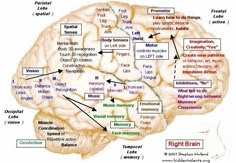 Hidden Talents website...interesting site that looks at Brain Maps and function and helping your child develop their unique talents Left Brain Right Brain, Craniosacral Therapy, The Human Brain, Right Brain, Changing Habits, Speech Language Pathology, Human Brain