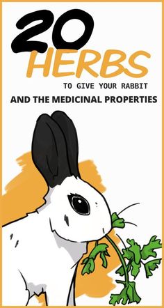 the book cover for 20 herbs to give your rabbit and the medical properties, with an illustration of a bunny holding a plant