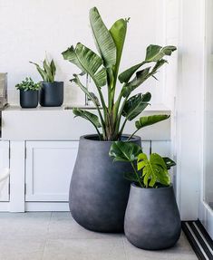 two large potted plants sitting on top of a wooden table next to a grill