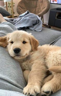 a dog laying on top of a couch next to a tv