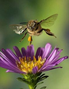 a bee is flying over a purple flower