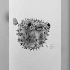 a pencil drawing of a puffer fish