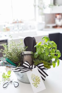 a potted plant sitting on top of a table next to a card and scissors