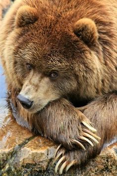 a large brown bear laying on top of a rock