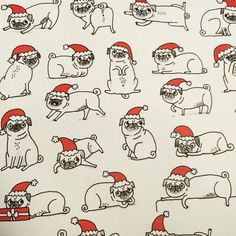 a bunch of pug dogs with santa hats on