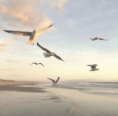 seagulls flying over the beach at sunset