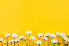 white flowers are lined up against a yellow background