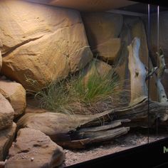 an aquarium with rocks and plants in it