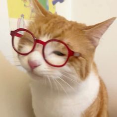 an orange and white cat wearing red glasses