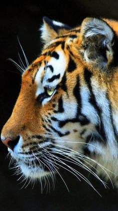 a close up of a tiger's face looking off into the distance with black background