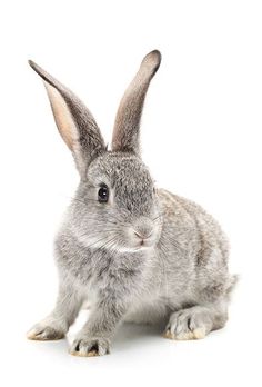 a small gray rabbit sitting on top of a white floor and looking at the camera